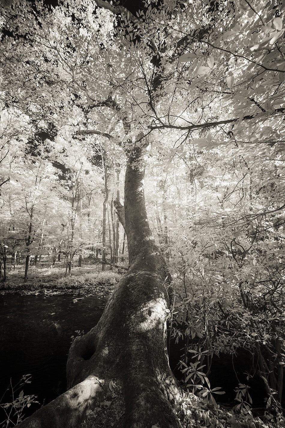 Tree - North Carolina
