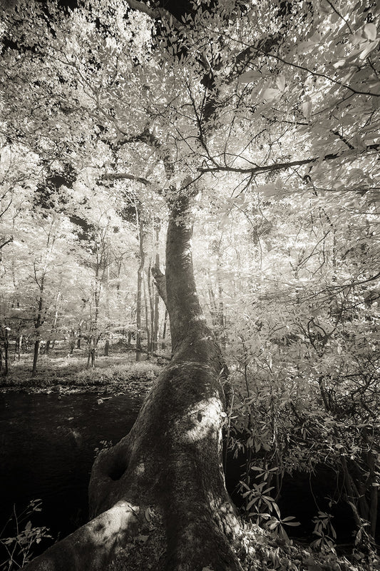 Tree - North Carolina